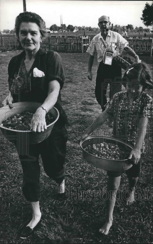 1967 Press Photo Pickers & Fill Containers At Froberg Strawberry Farm in Texas. - Historic Images