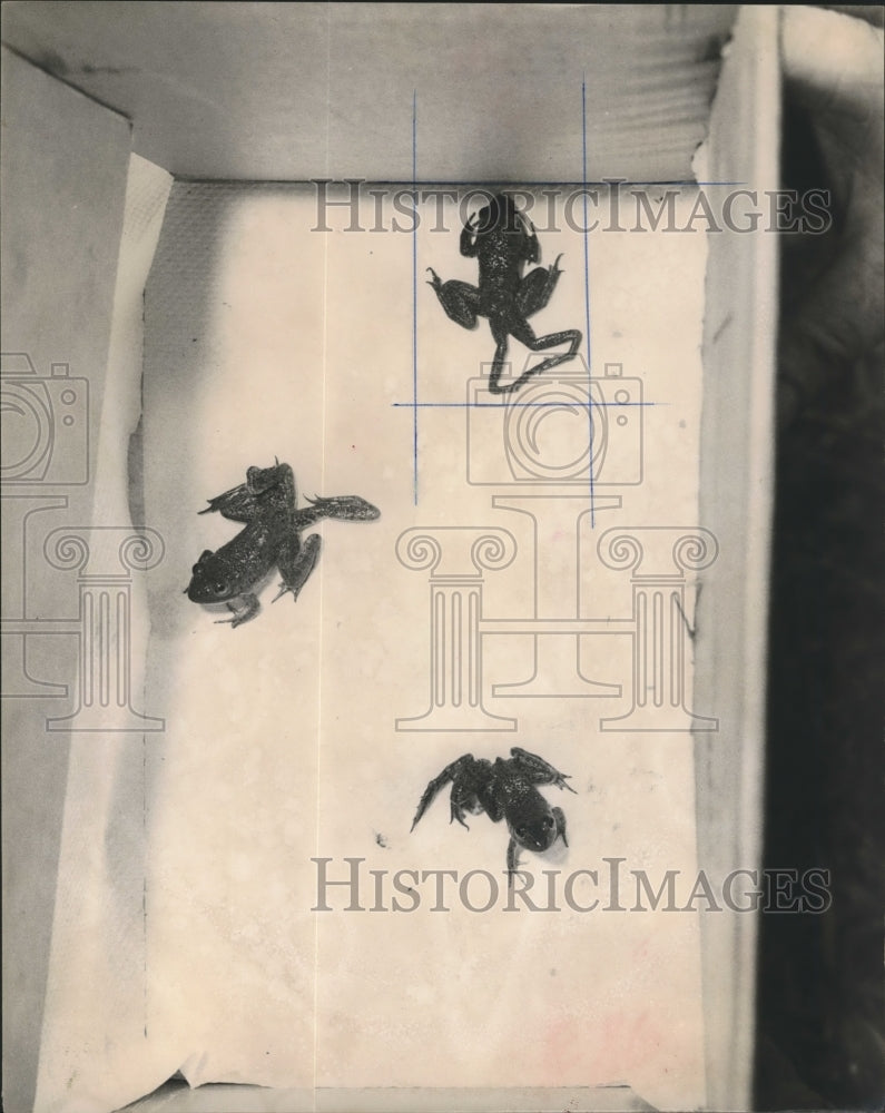 1961 Press Photo Three 6-legged frogs in a box - hca19666 - Historic Images