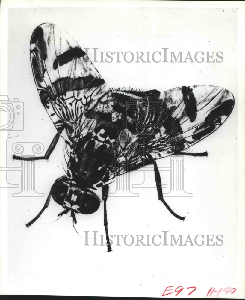 1982 Press Photo Ceratitis Capitata, better known as the Mediterranean fruit fly - Historic Images