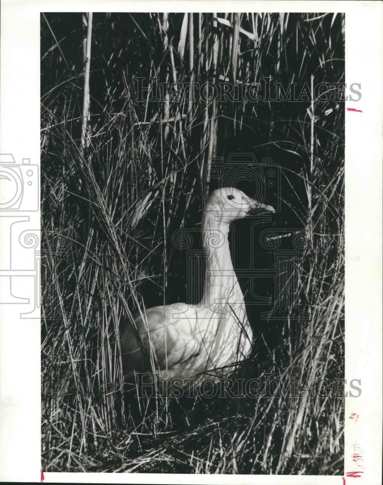 1988 Press Photo Handsome Snow Gander Of The Geese Family Along Texas Coast. - Historic Images