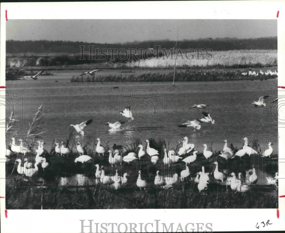 1987 Press Photo Migratory Snow Geese from Canada in Southern United States - Historic Images