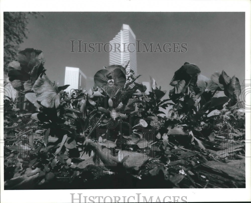 1991 Press Photo Flowers outside the George R Brown convention Center, Houston - Historic Images