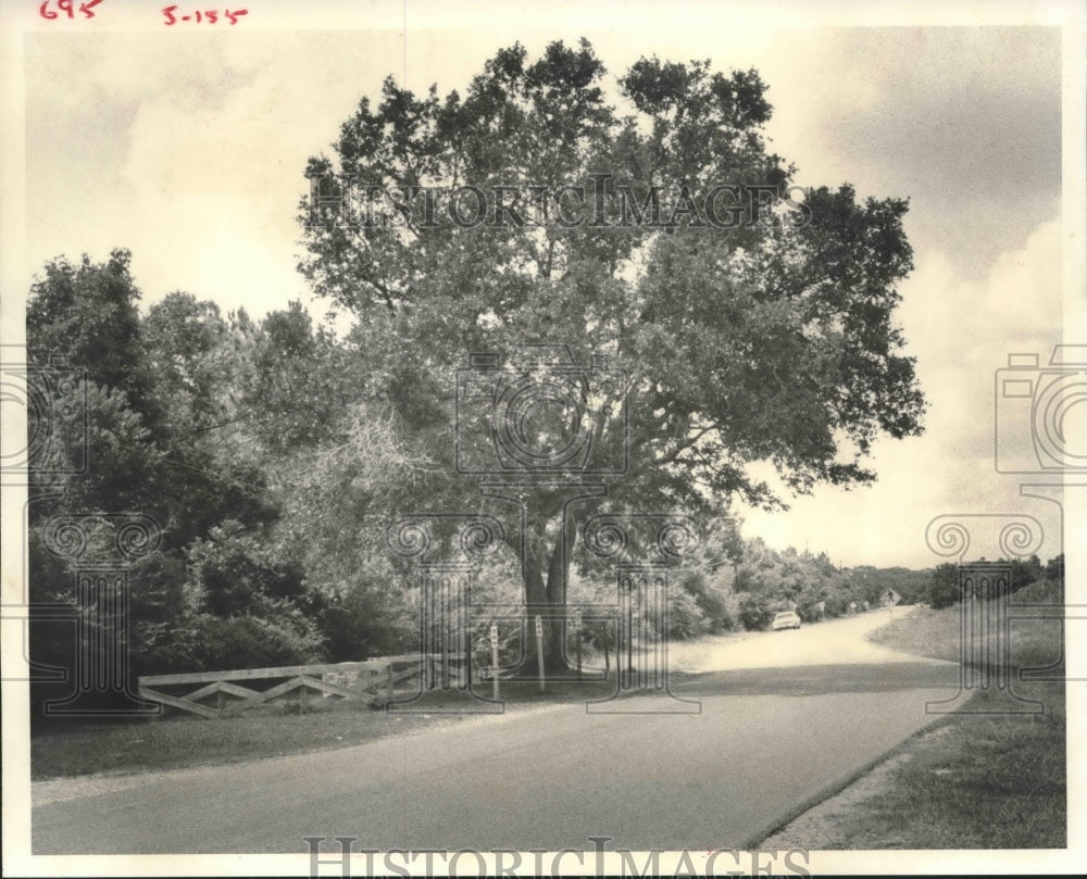 1980 100-year-old live oak at Spreading Oaks, Friendswood, Texas - Historic Images