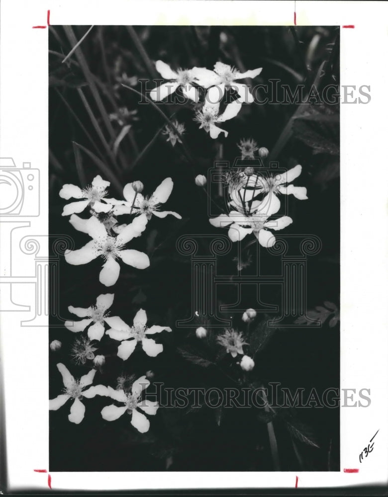 1988 Press Photo The Delicate White Blooms Of The DewBerry Bush. - hca20279 - Historic Images