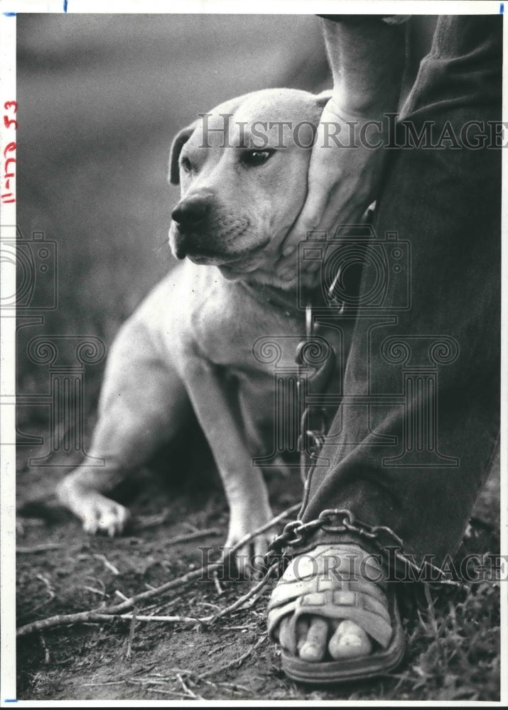 1980 Female pedigreed fighting American pit bull terrier - Historic Images