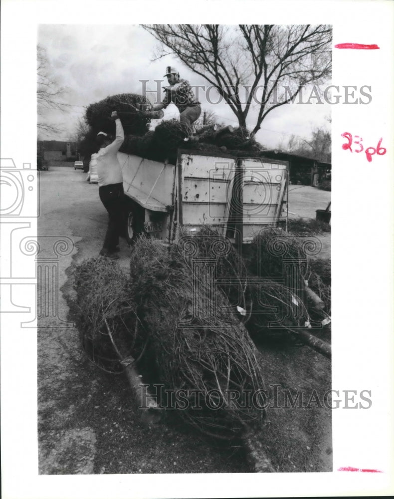 1988 Press Photo Dewey May &amp; Jose Santos Load Christmas Trees in Truck, Houston. - Historic Images