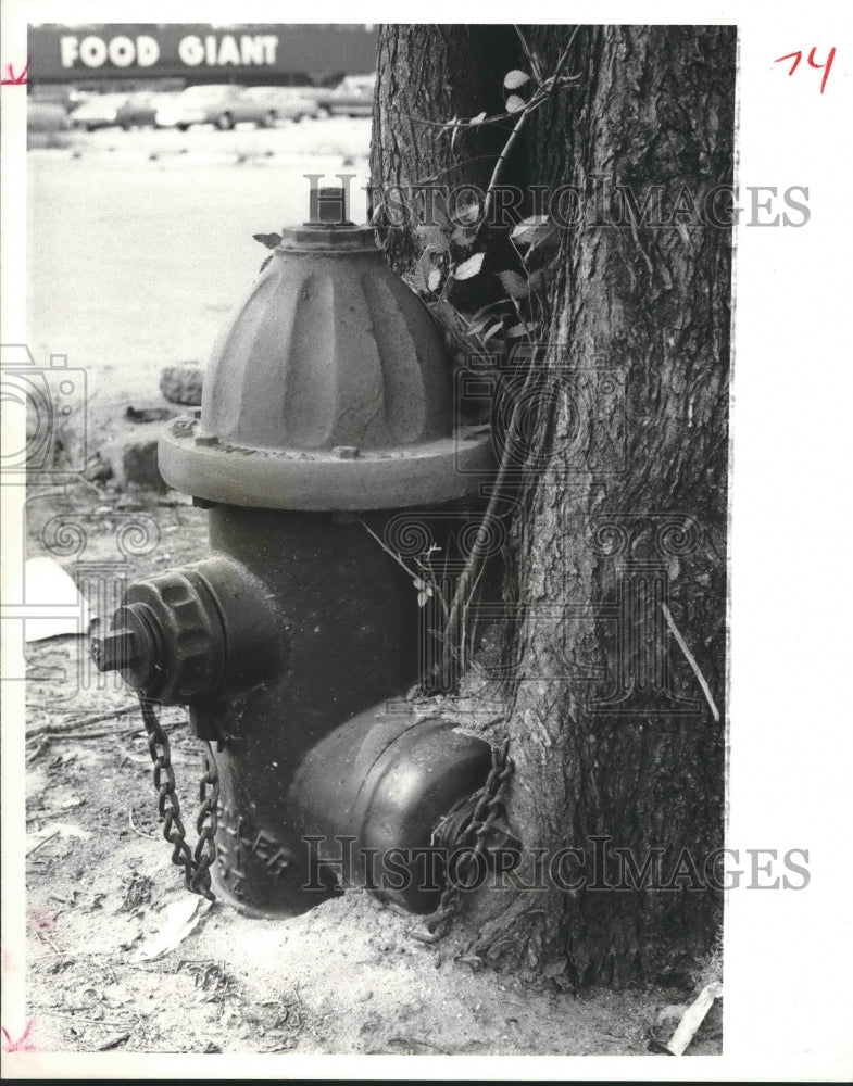 1978 Fire hydrant growing into trees, Houston - Historic Images