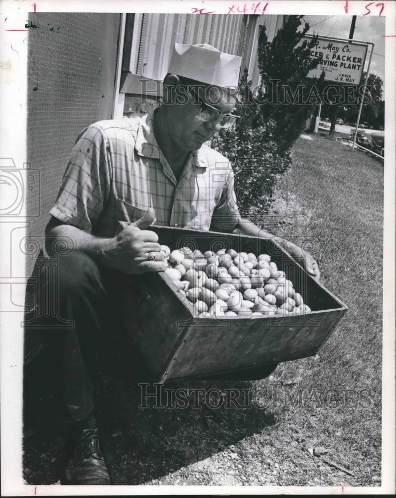 1970 Press Photo May shows box of ripe fig fruit - hca20763 - Historic Images