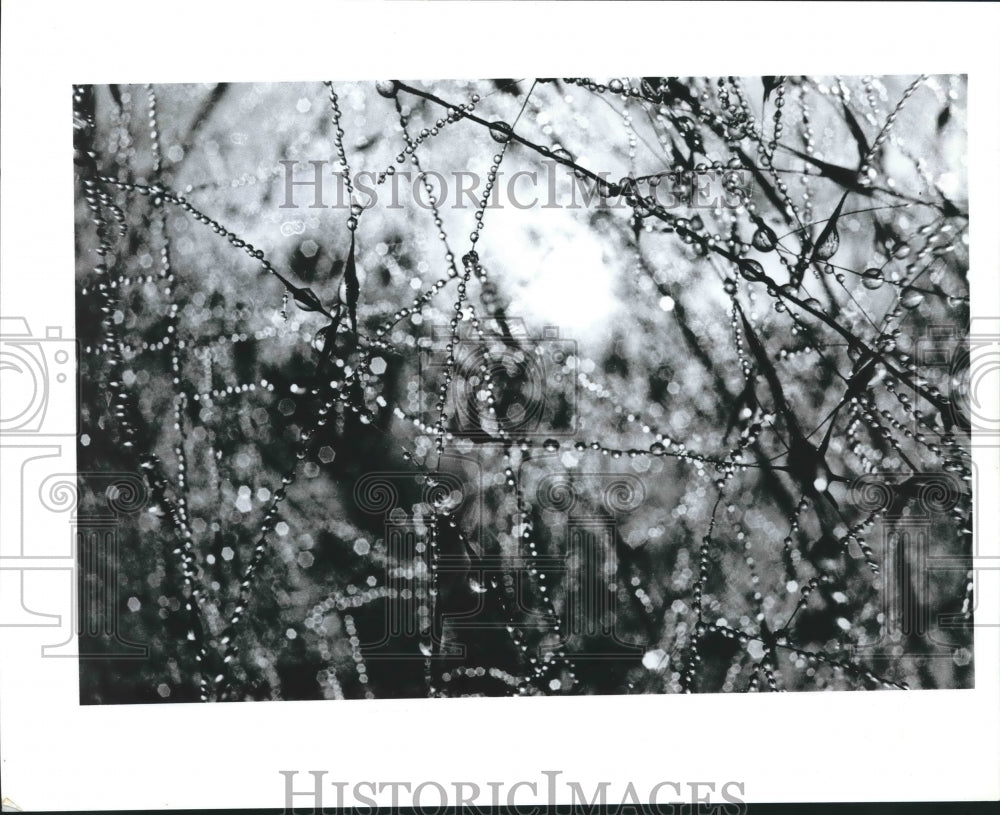 1982 Dew On the Branches. - Historic Images