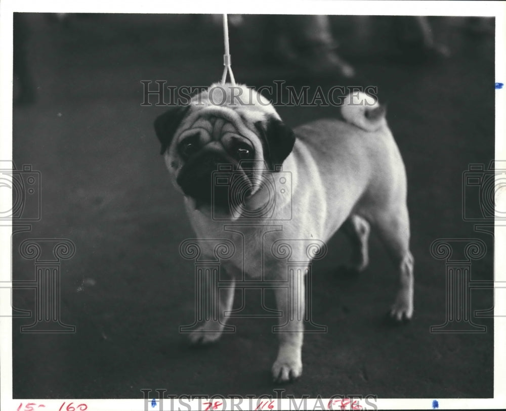 1980 Pug competing in dog show at Astrohall, Houston - Historic Images