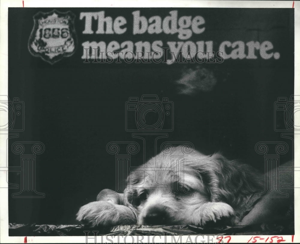 1982 Cocker spaniel puppy rescued from alleged dognappers, Waco, TX - Historic Images