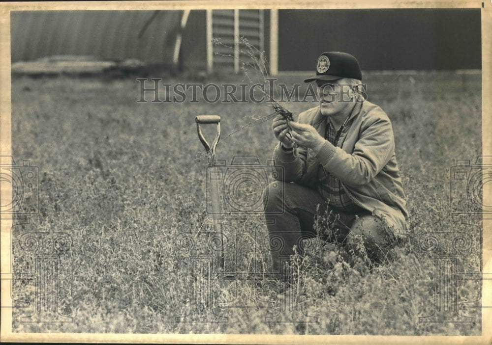 1988 Plant Expert Greg Cooke For NY Agriculture &amp; Alfafa Beetle. - Historic Images