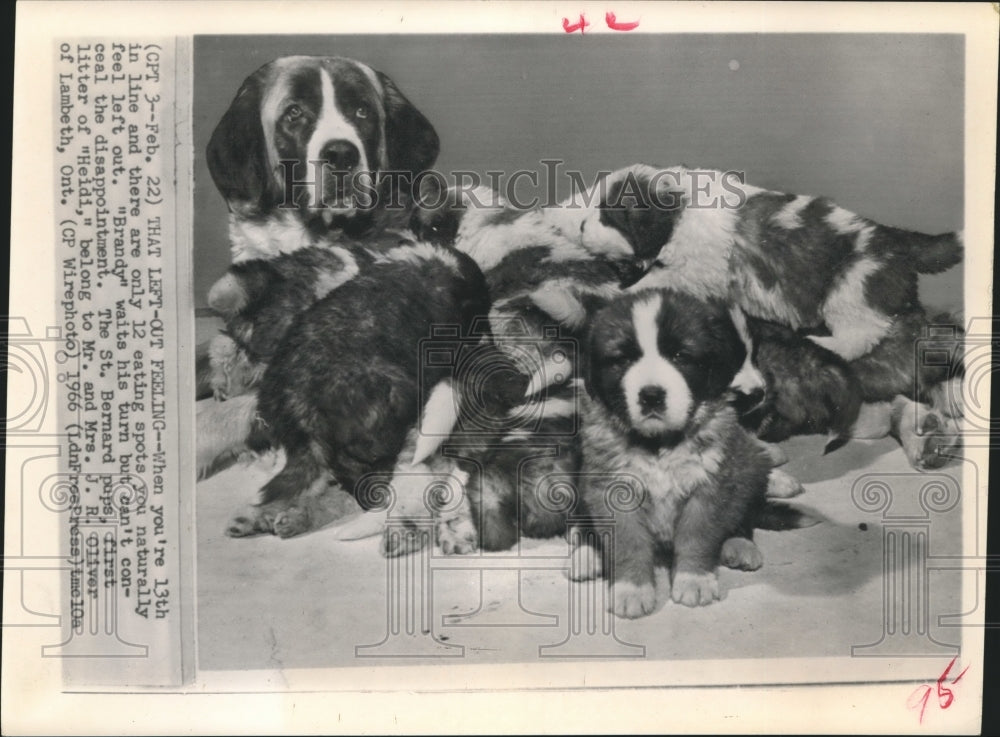 1968 Press Photo St. Bernard Heidi has 13 pups, Lambeth, Ontario - hca21218 - Historic Images