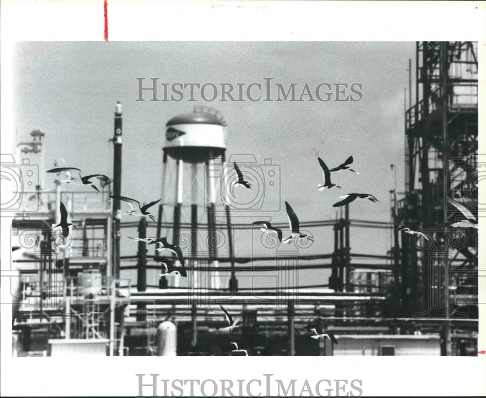 1985 Birds at Dow Chemical&#39;s Freeport Plant, Texas - Historic Images