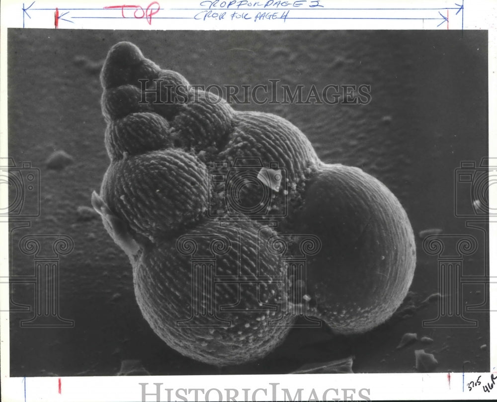 1987 Press Photo Foraminifera Marine Microorganism From New Jersey. - hca21395 - Historic Images