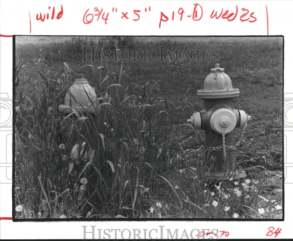 1983 Two fire hydrants in vacant lot in southwest Houston - Historic Images