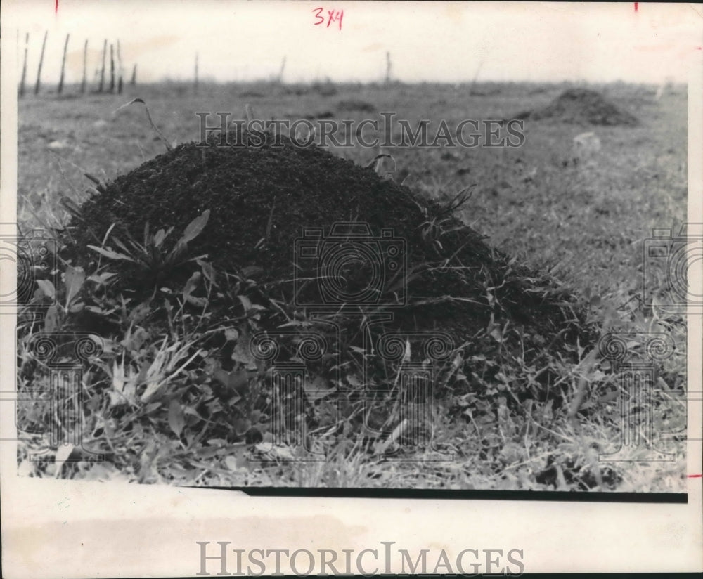1983 Fire ant mounds dot Harris County Field - Historic Images