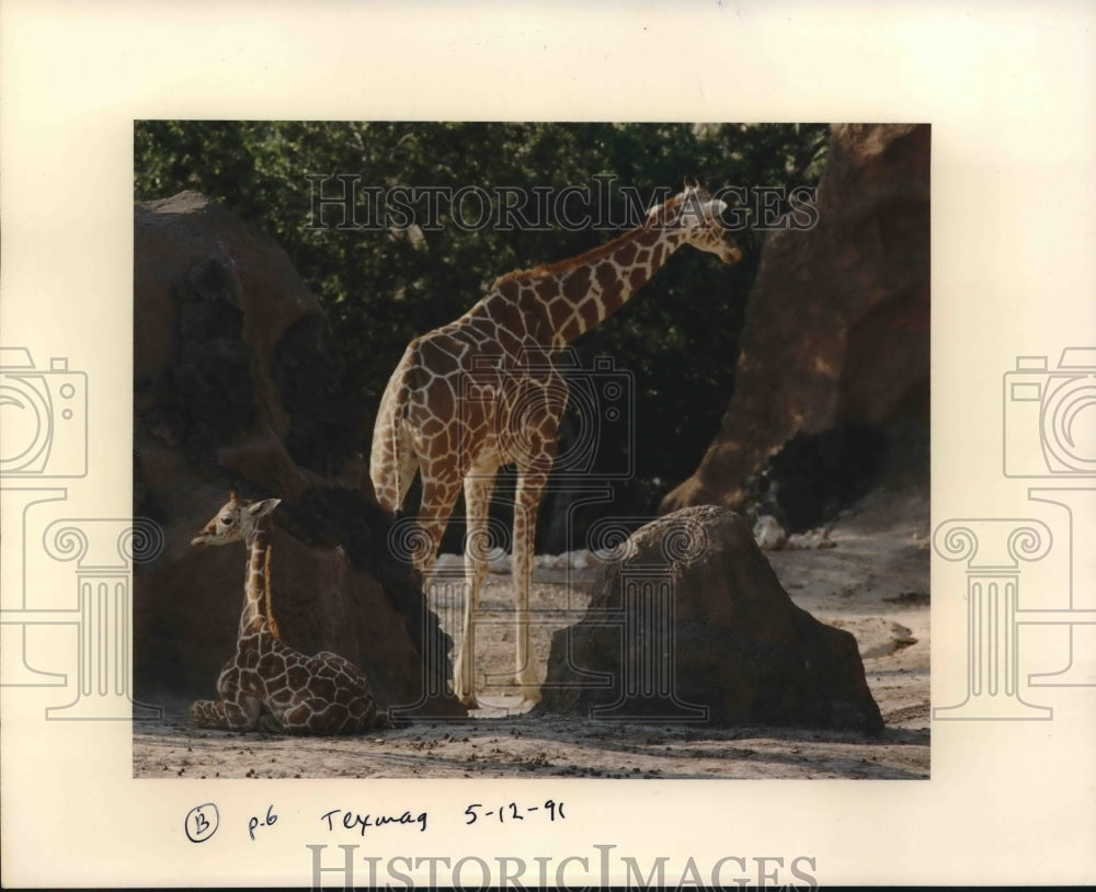 1991 Giraffe at Gladys Porter Zoo, Brownsville, Texas - Historic Images