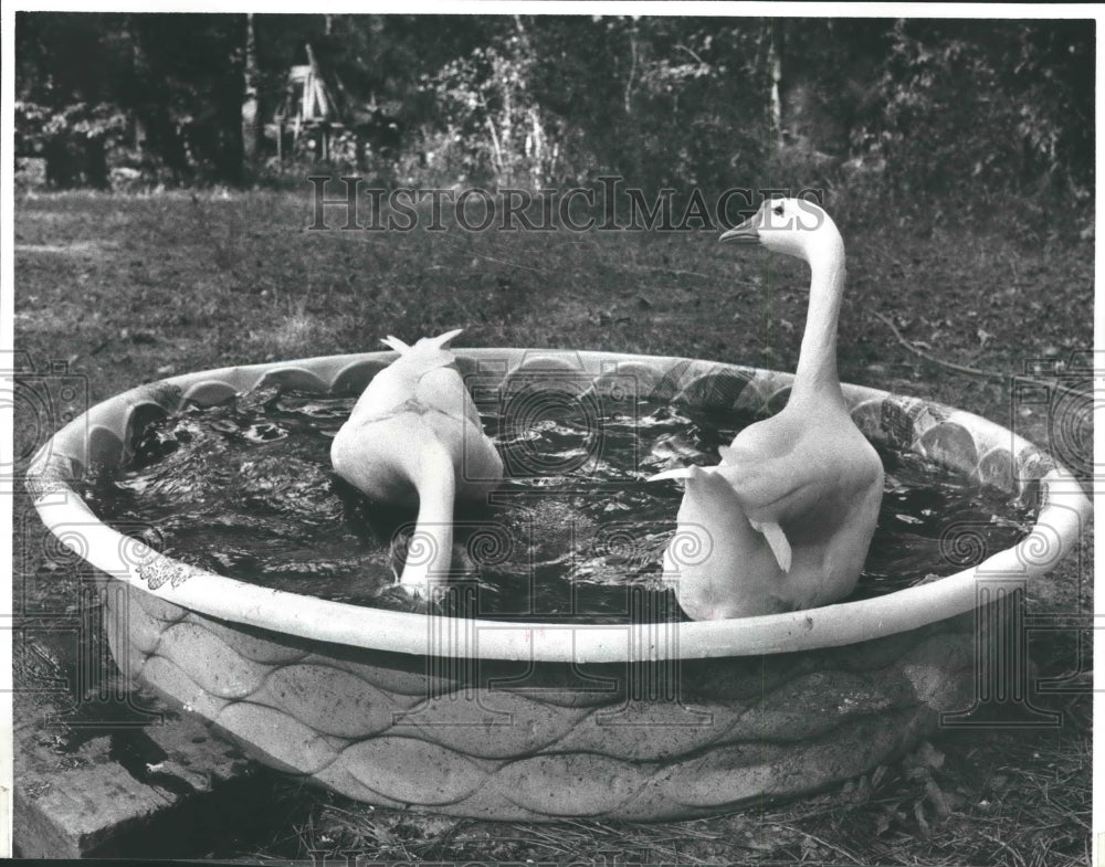 1982 Pet geese Gertrude and Lance swim in wading pool - Historic Images