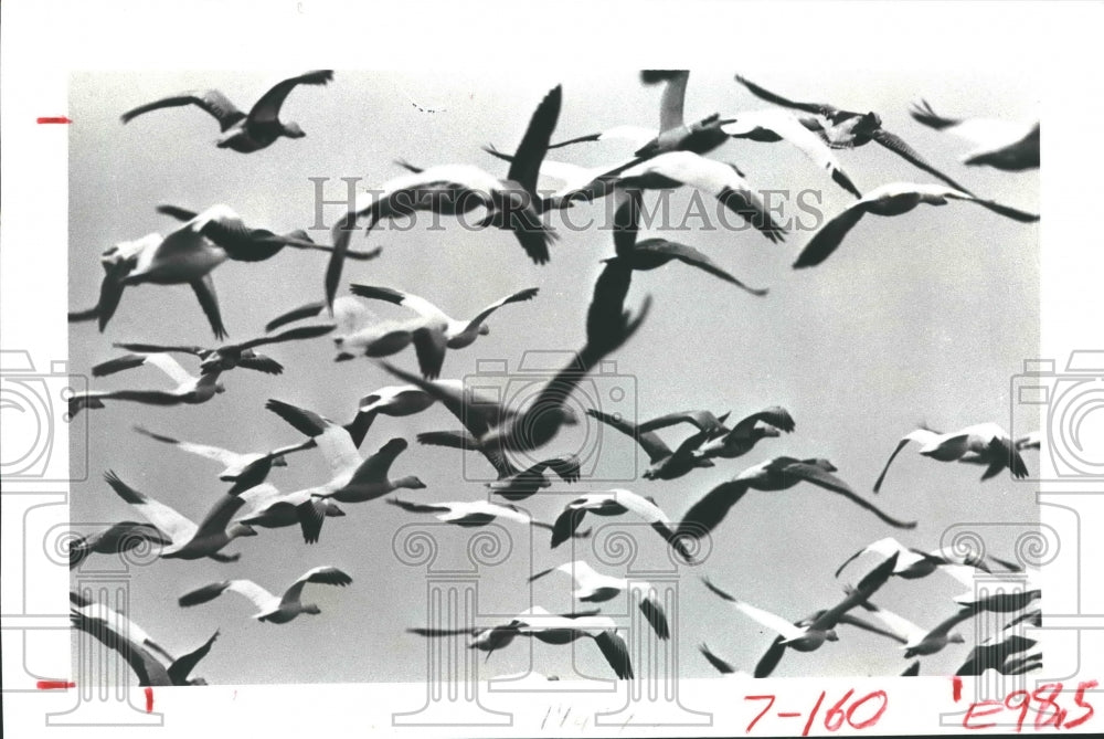 1981 Press Photo The Gulf Coast of Texas is the wintering ground for geese - Historic Images
