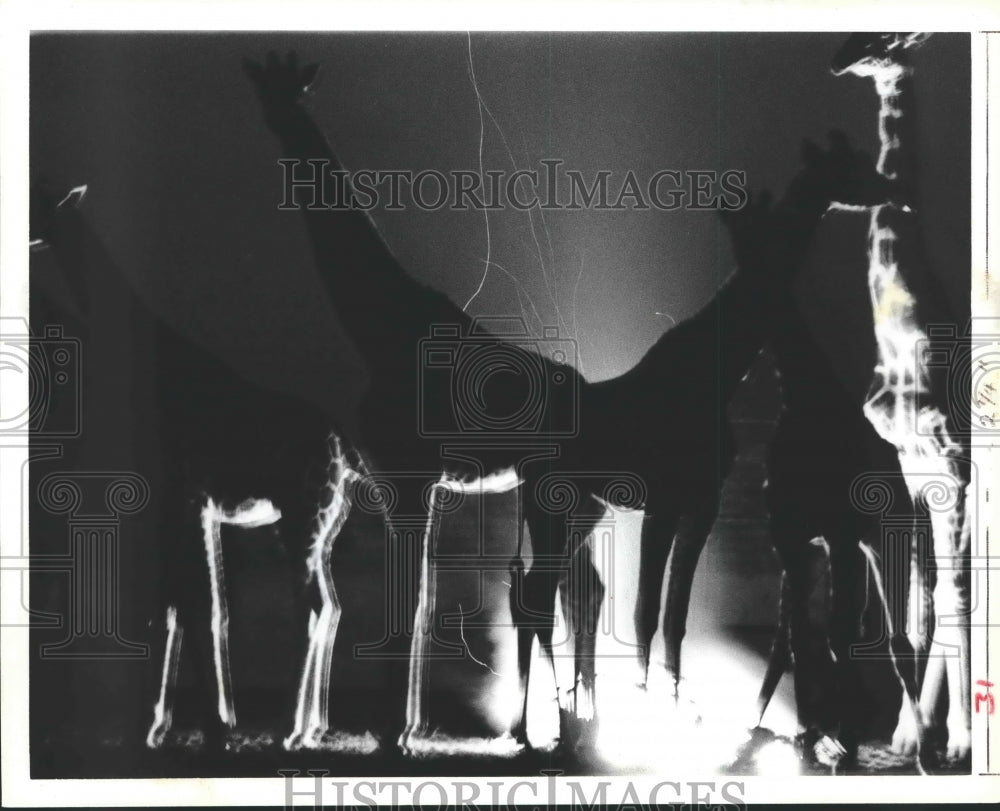 1983 Press Photo Bonfires keep group of giraffes warm - hca21787 - Historic Images