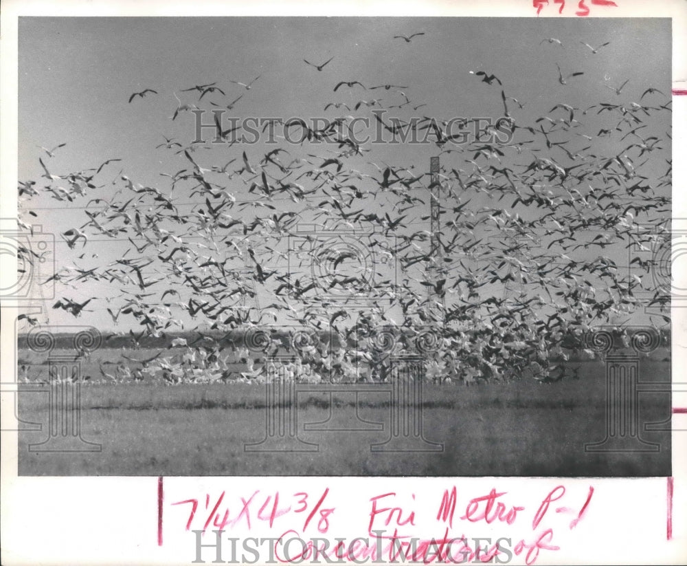 1977 Flock of geese in pasture in Brazoria County, Texas - Historic Images