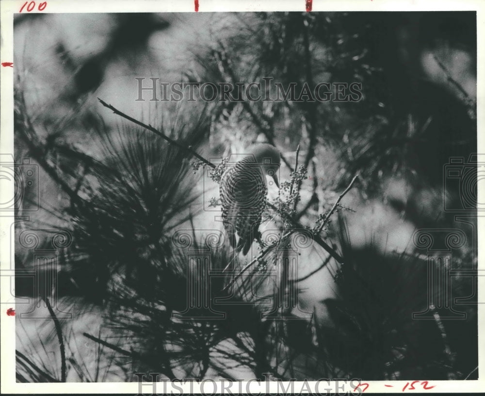 1981 Red-bellied woodpecker feeds in Moore Nature Sanctuary, Houston - Historic Images