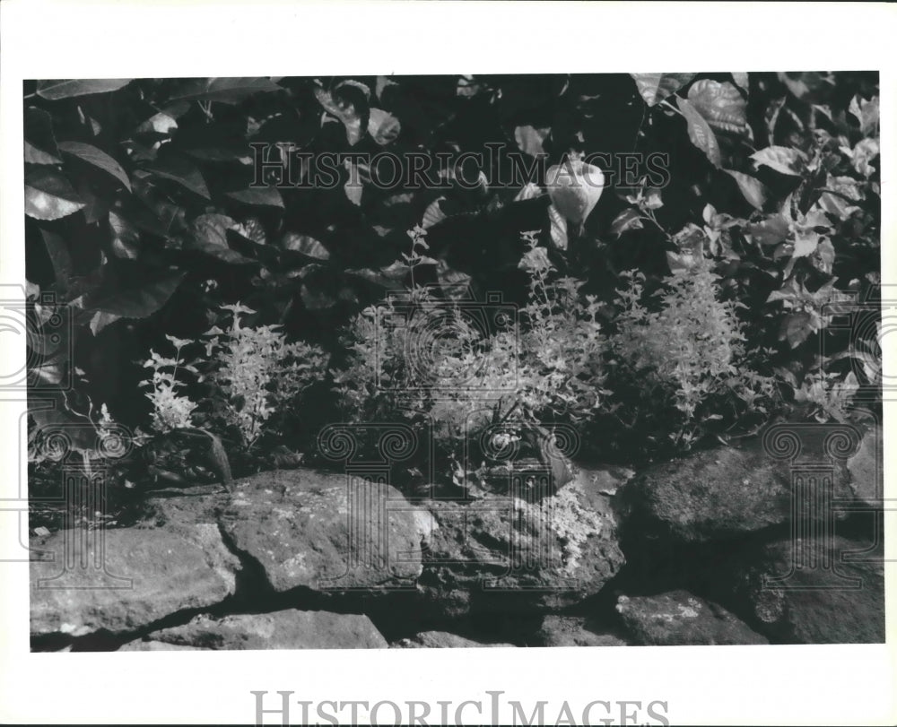 1966 Press Photo Rock wall in Houston garden - hca22395-Historic Images