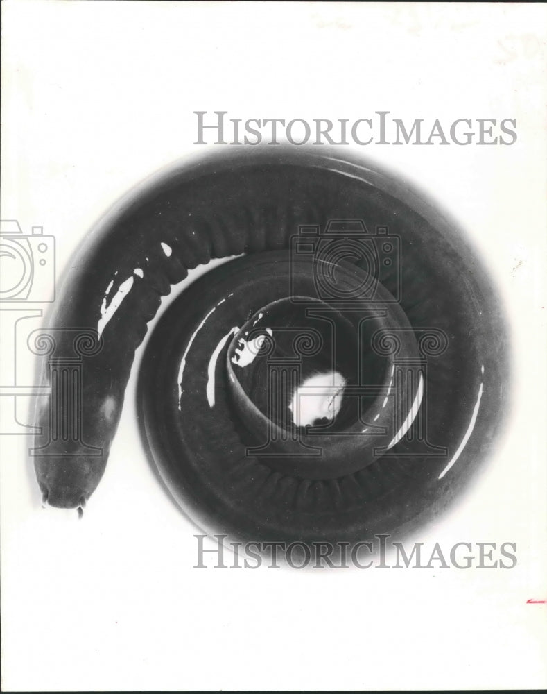 1962 Press Photo Hagfish - hca22587 - Historic Images