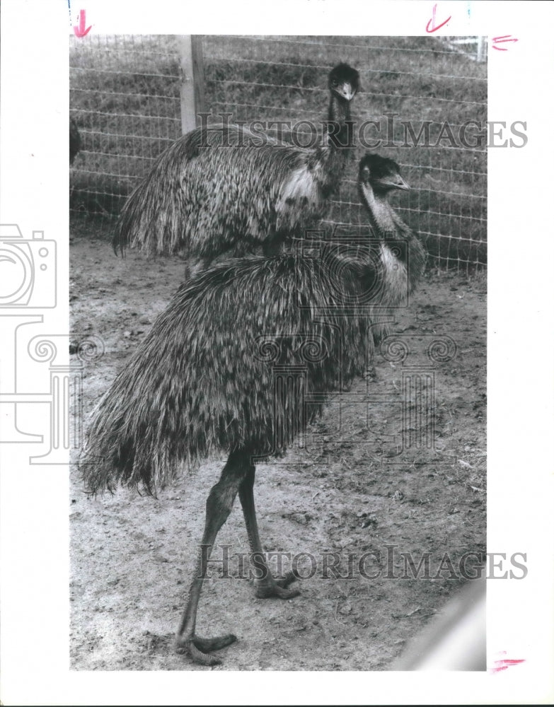 1990 Press Photo Emus on the farm of John Hill, Katy, Texas - hca22696 - Historic Images