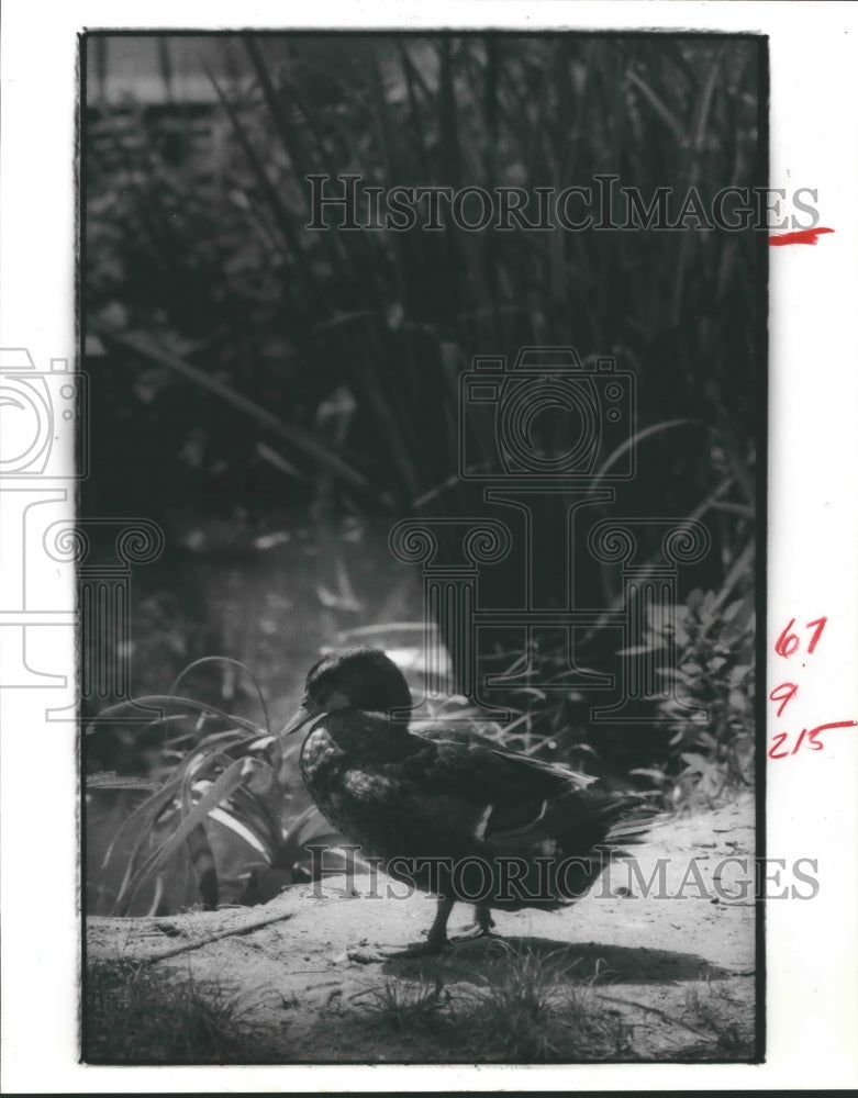 1985 Duck near Rummel Creek at Edith L. Moore Nature Sanctuary - Historic Images