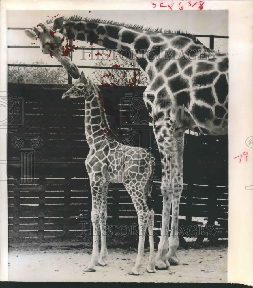 1961 Press Photo Giraffes - hca22871 - Historic Images