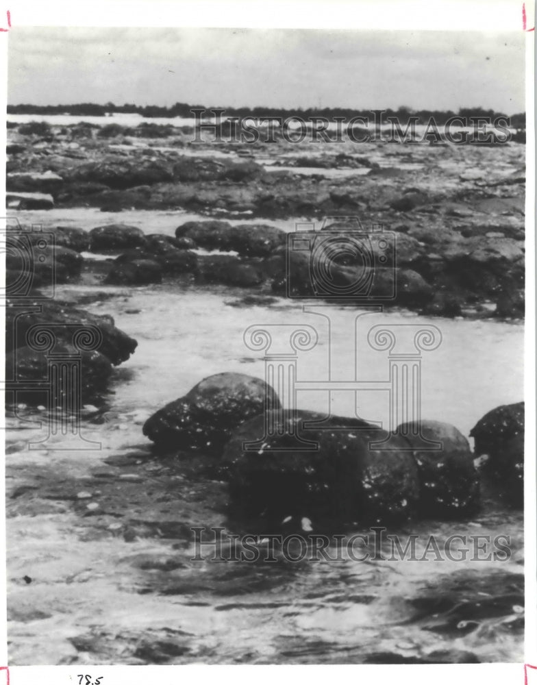 1987 Cluster of stromatolites against ocean surf - Historic Images