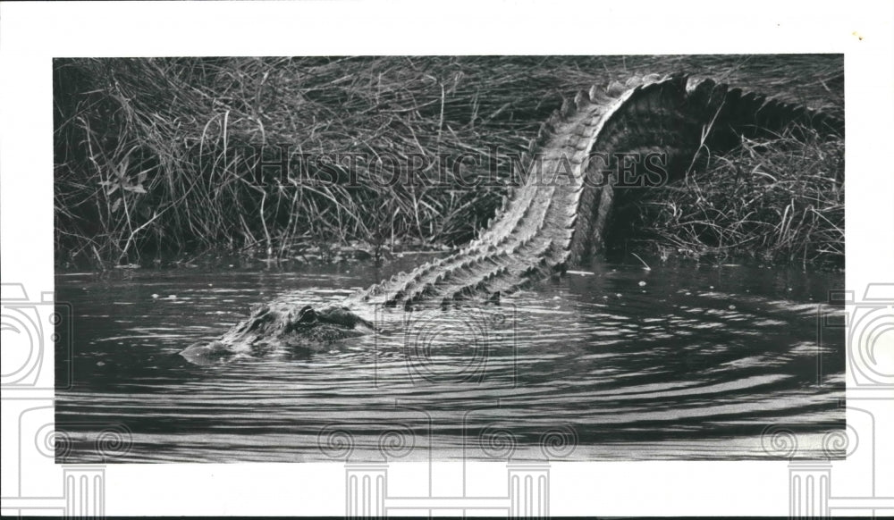 1982 An alligator in Galveston, Texas' Anahuac National Refuge - Historic Images