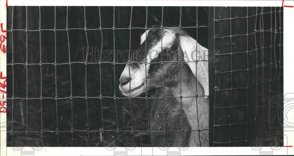 1981 Mabel, a &quot;permanent grand champion&quot; Sommerville goat - Historic Images