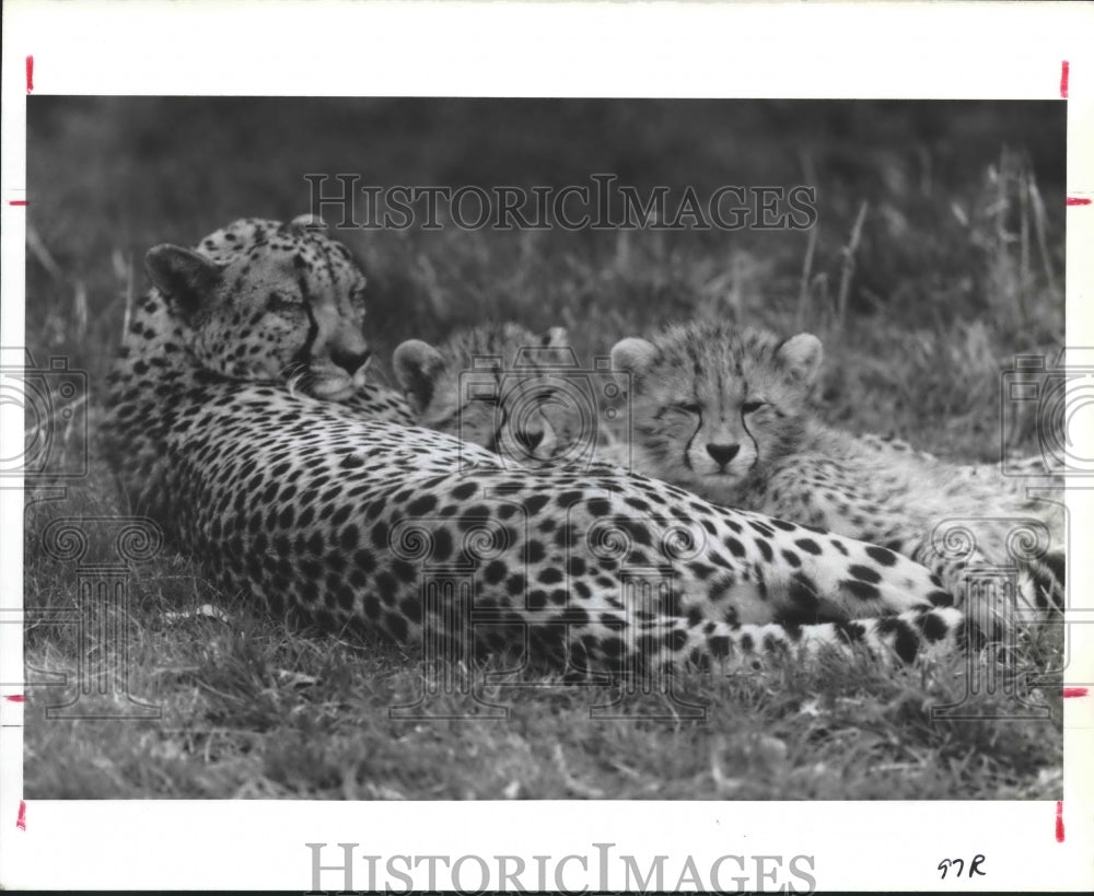 1988 Press Photo Cheetahs lounge at Fossil Rim Wildlife Ranch, Glen Rose, Texas - Historic Images