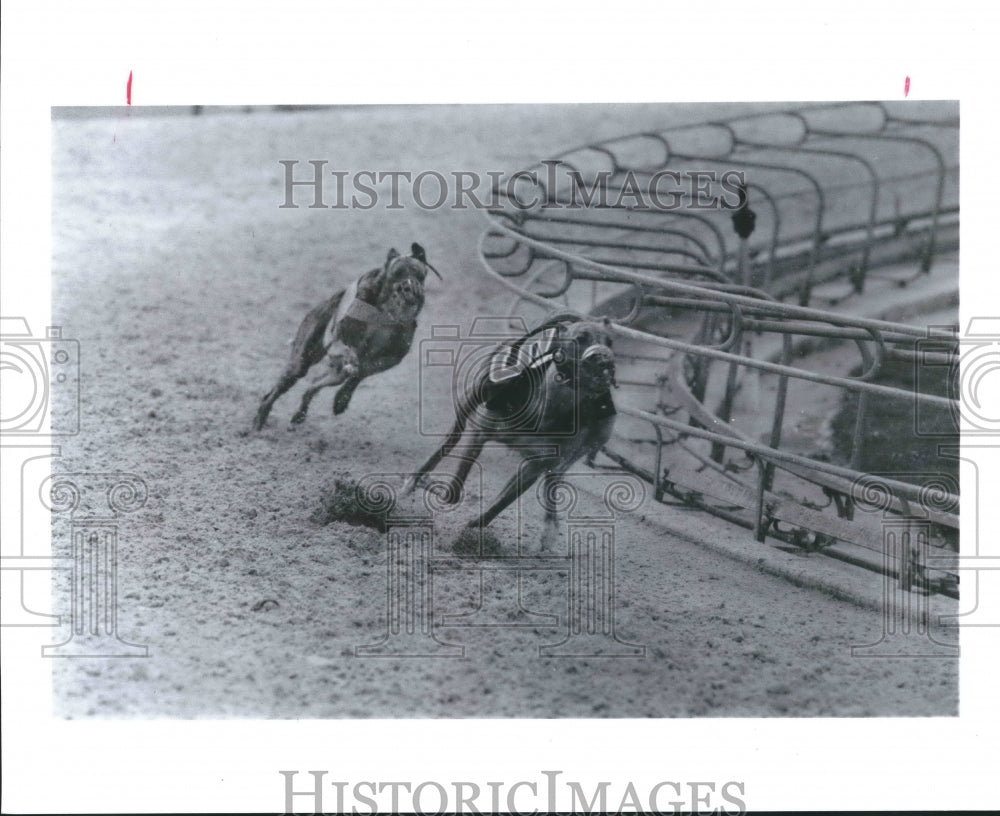 1992  Action at Gulf Greyhound Park, La Marque, Texas - Historic Images