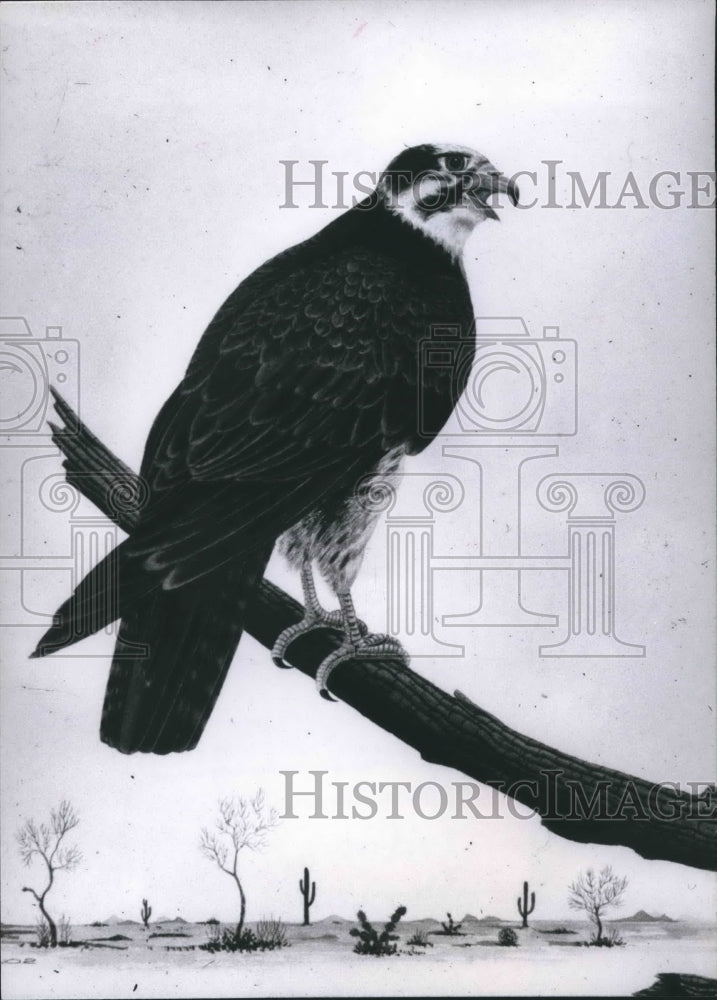 1966 Press Photo Prairie falcon - hca24086 - Historic Images