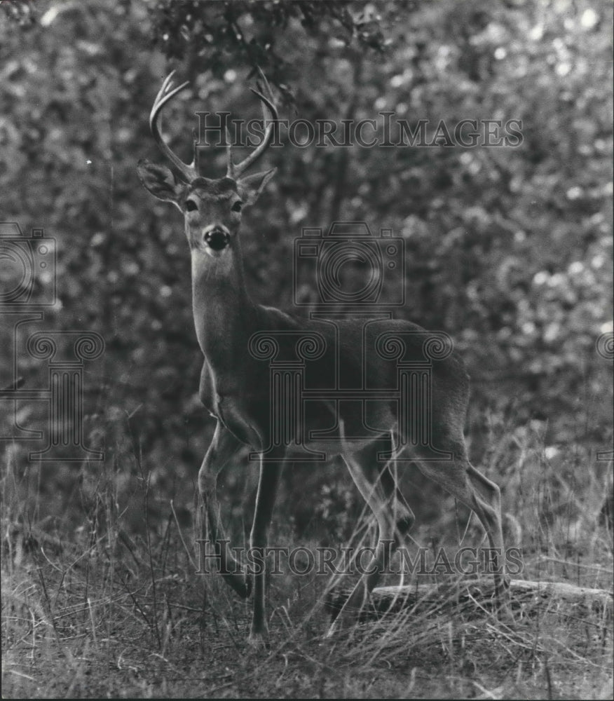 1966 Press Photo White-tail buck at Gallagher Ranch, west of San Antonio, Texas - Historic Images