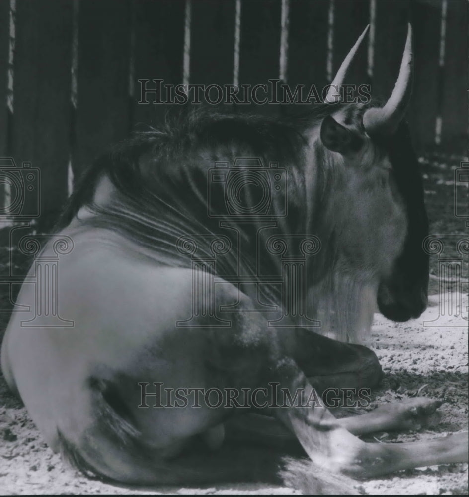 1966 Press Photo The gnu, or &quot;wildebeest,&quot; is a big bluffer - but dangerous. - Historic Images