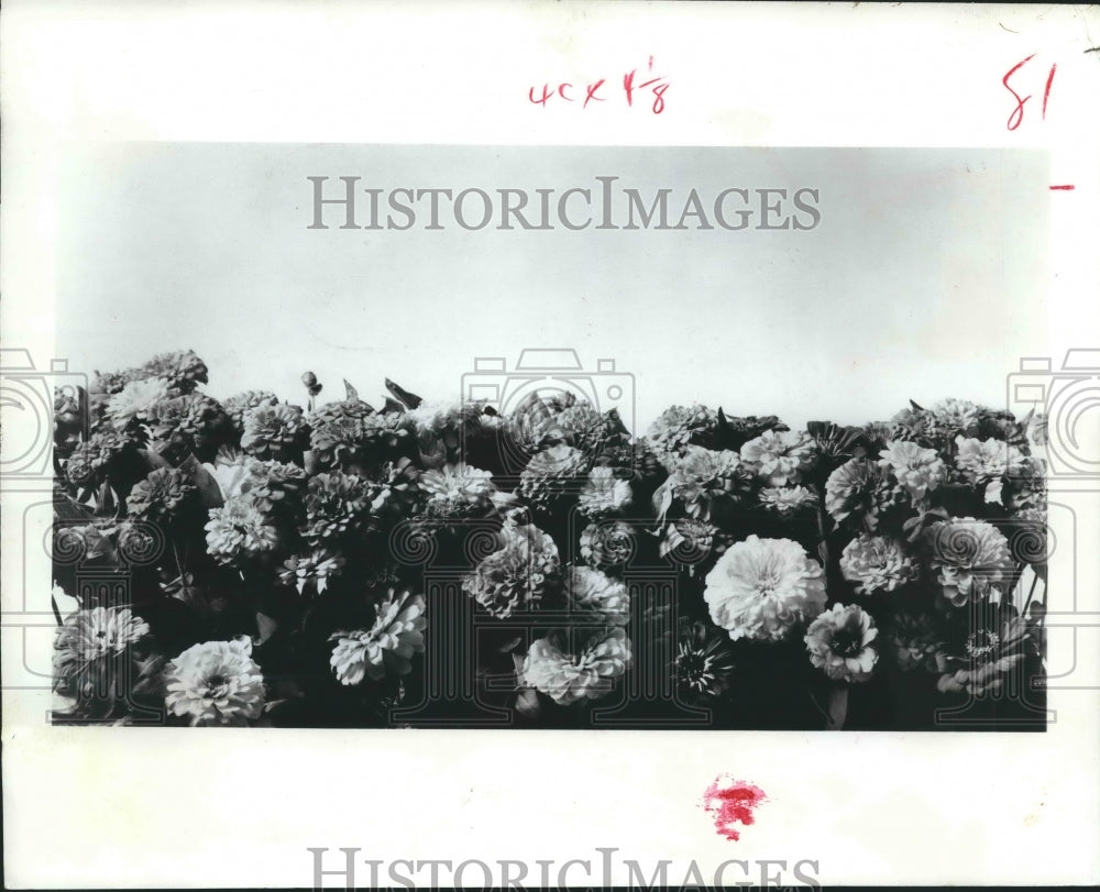 1968 Press Photo Paintbrush Zinnia Offer Striking Arrangements - hca24505 - Historic Images