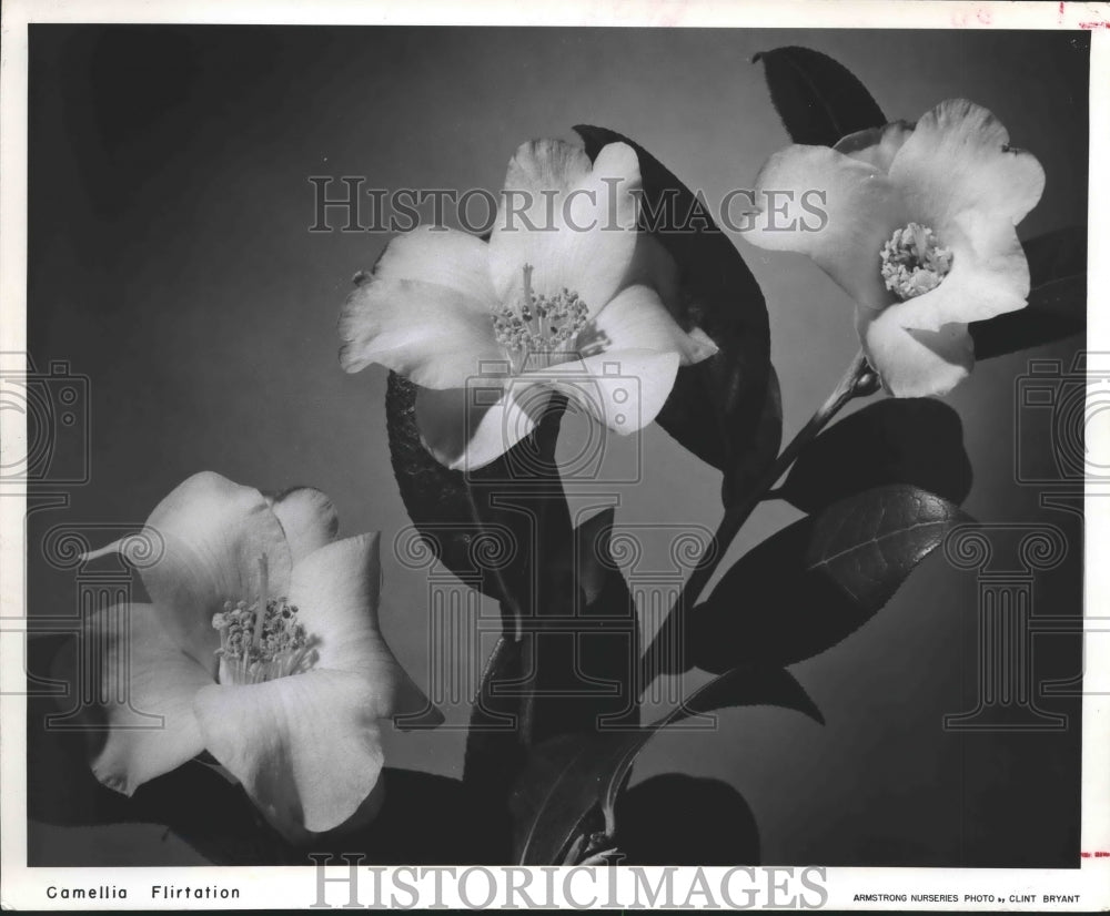 1962 Press Photo Camellia Flirtation - Sun Tolerant at Armstrong Nurseries - Historic Images