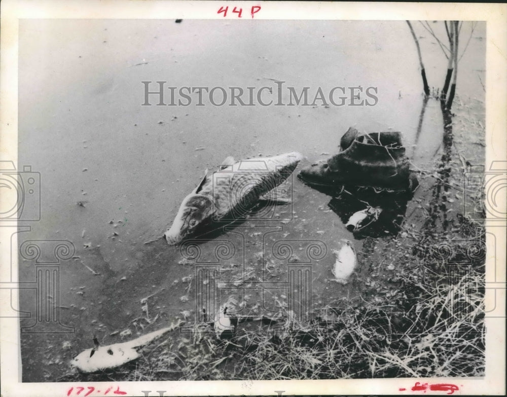 1970 Press Photo Dead fish in polluted waters - Historic Images