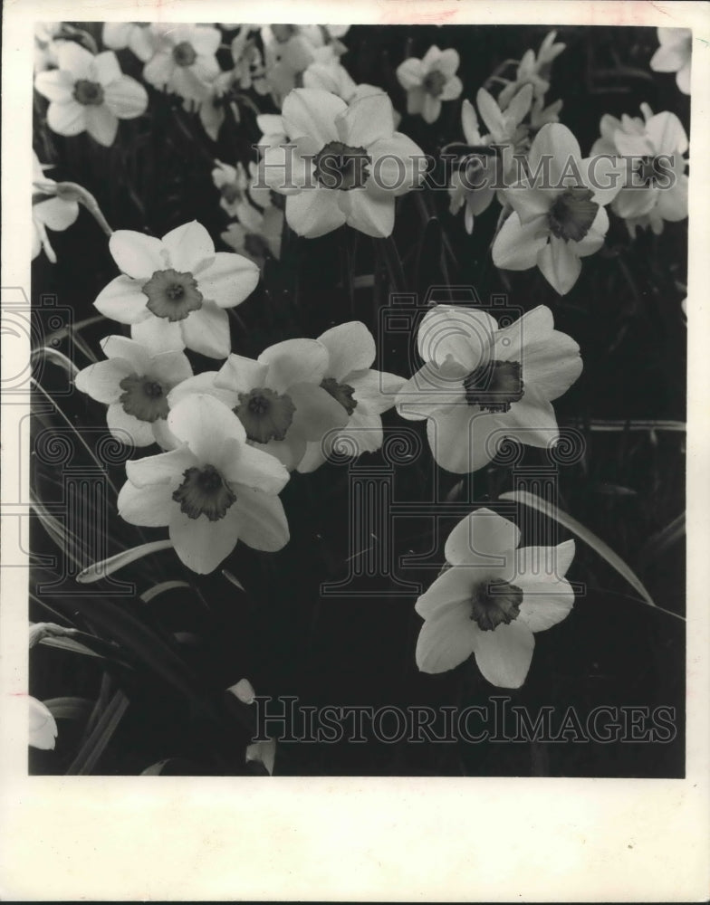 1964 Press Photo Daffodils - First Sign of Spring - Available in Many Colors - Historic Images