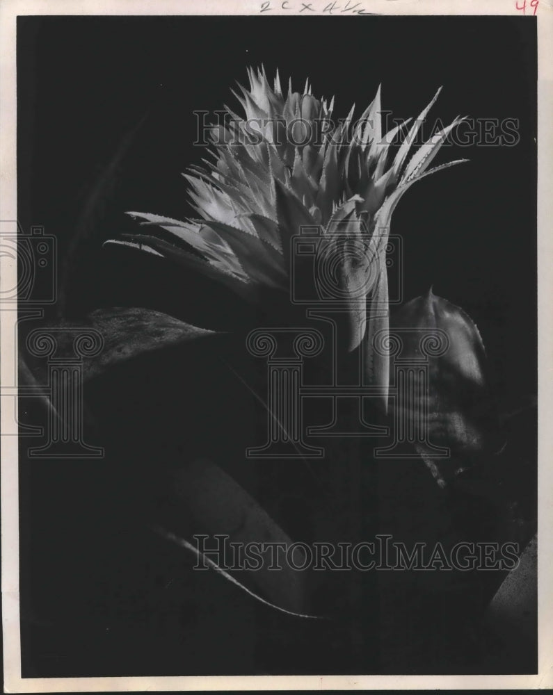 1967 Press Photo Beautiful Bromeliad (Aechmea Fasciata) Has a Pink Flower- Historic Images