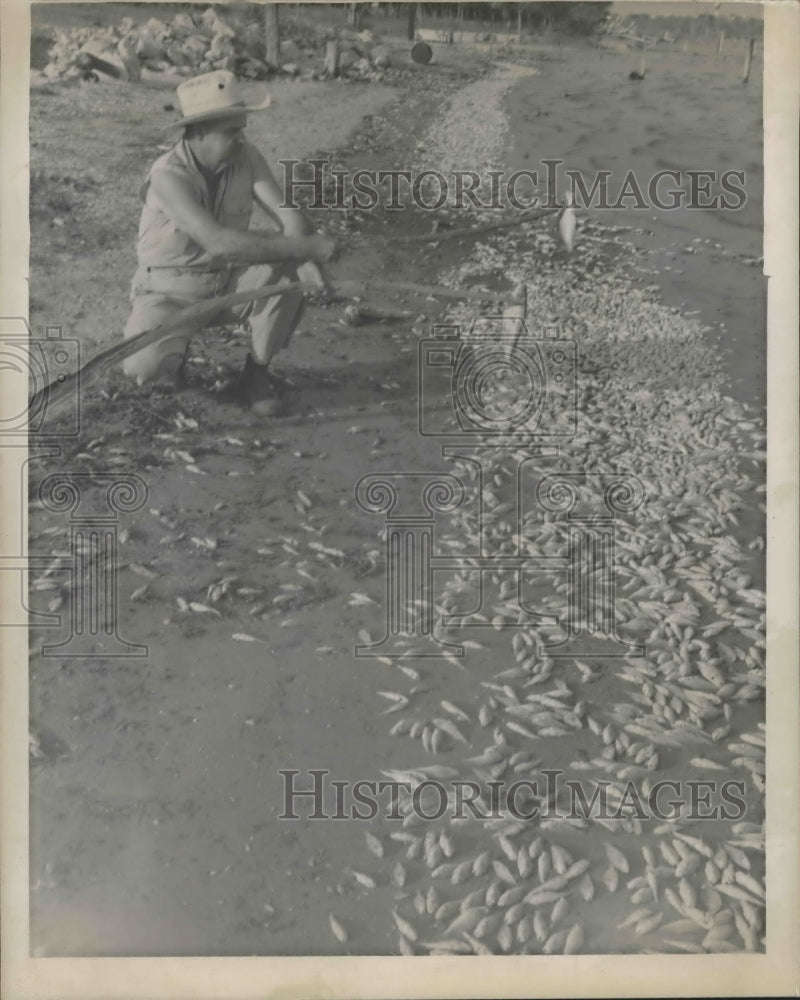 1951 Press Photo Fish Kill in Texas - hca25785 - Historic Images