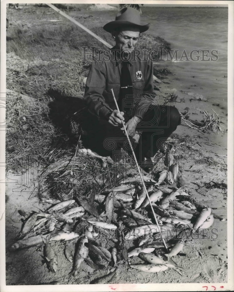 1951 Dead Fish in Texas - Historic Images