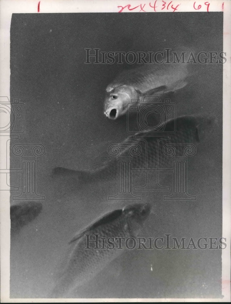 1966 Press Photo School of Fish Die by Sewer Outlet, Houston, Texas - hca25793 - Historic Images