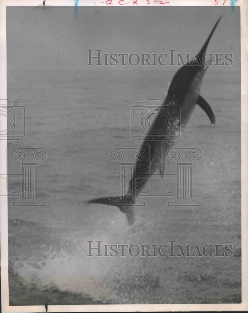 1991 Marlin fish jumping out of water in Port Arkansas, Texas - Historic Images