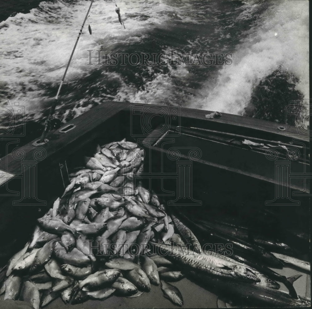 1967 Press Photo Pile of snapper and king fish on boat deck - hca25816 - Historic Images
